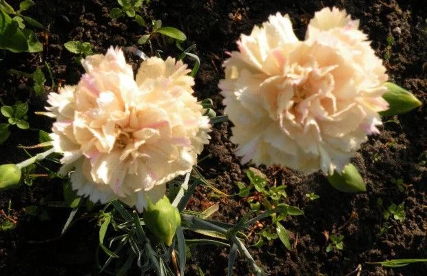 DIANTHUS plumarius Devon Crème Oeillet mignardise Devon Pearl