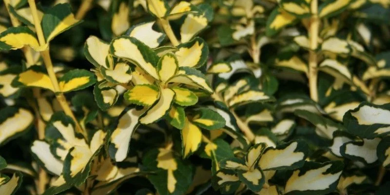 EUONYMUS Fortunei Blondy Fusain Nain Persistant Plantes Shopping