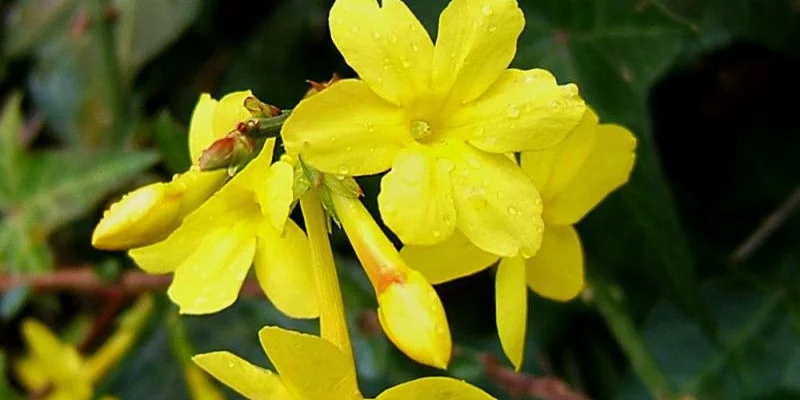 JASMINUM nudiflorum Jasmin d hiver Arbustes à floraison hivernale