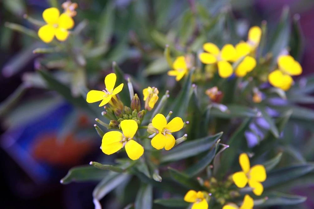 ERYSIMUM Jubilee Gold Giroflée Plantes vivaces