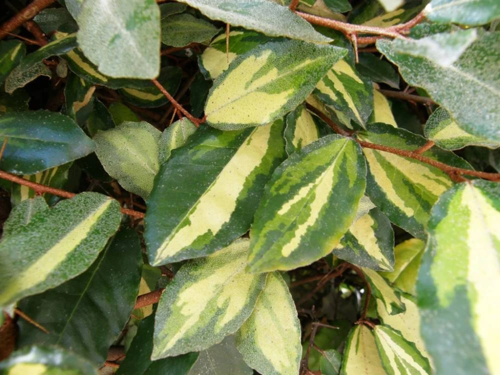 Elaeagnus Pungens Maculata Chalef Feuillage Panach Plantes