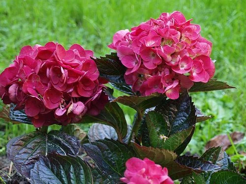 Hydrangea Macrophylla Merveille Sanguine Hortensia Plantes Shopping