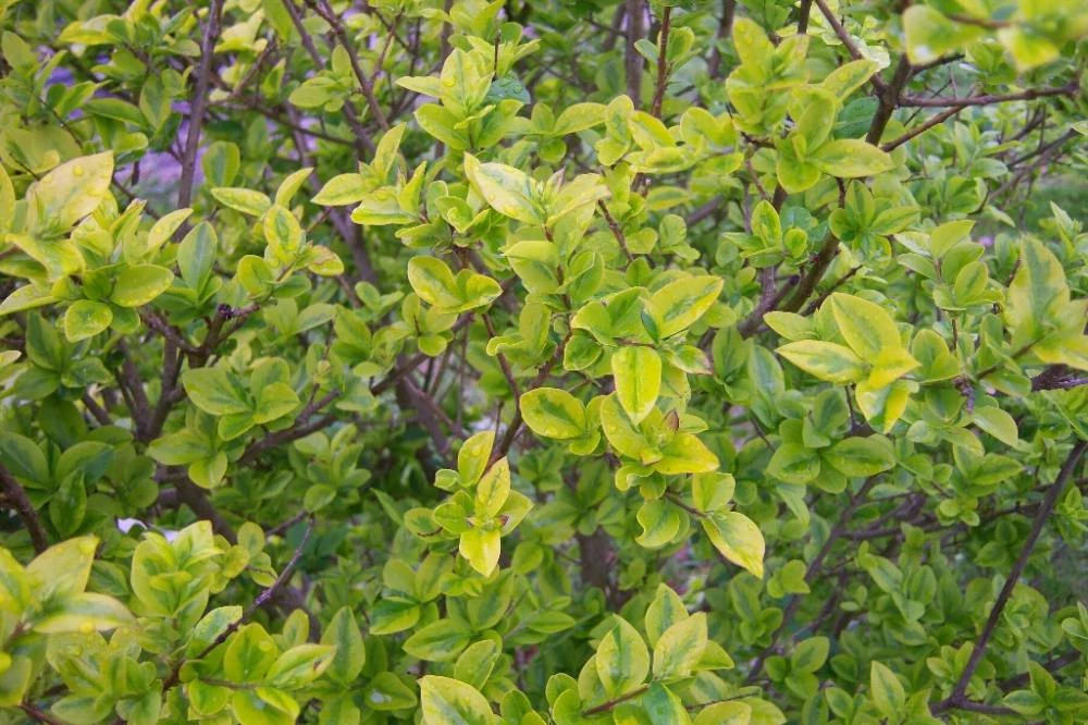 Ligustrum Ovalifolium Aureum Tro Ne Dor Plantes De Haie Plantes