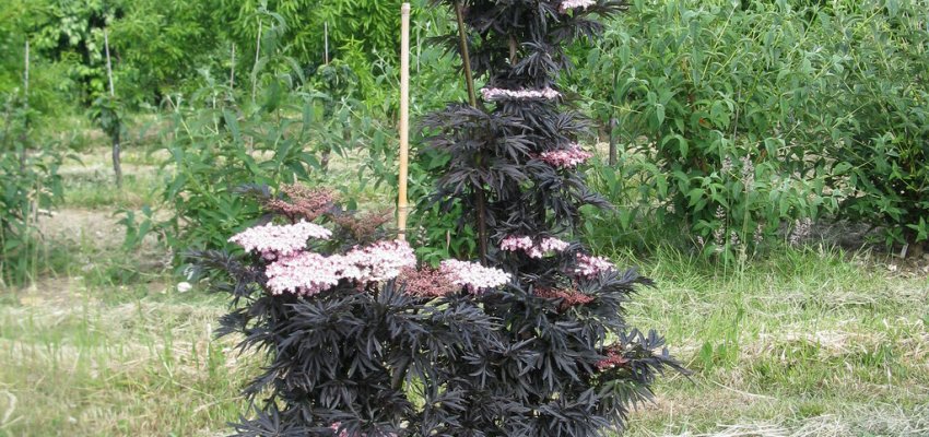 Laced Up® - Elderberry - Sambucus nigra