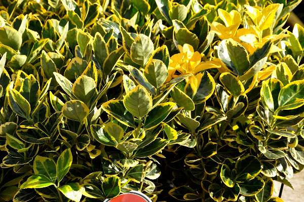 vente de fusain doré (euonymus japonica aurea)
