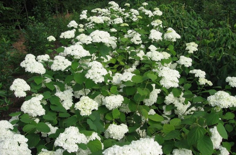 HYDRANGEA arborescens 'Grandiflora' - Hortensia de Virginie | Plantes  Shopping