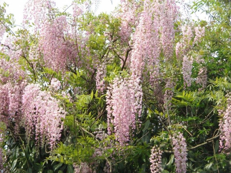 Glycine japonaise - Wisteria floribunda - Le Jardin du Pic Vert