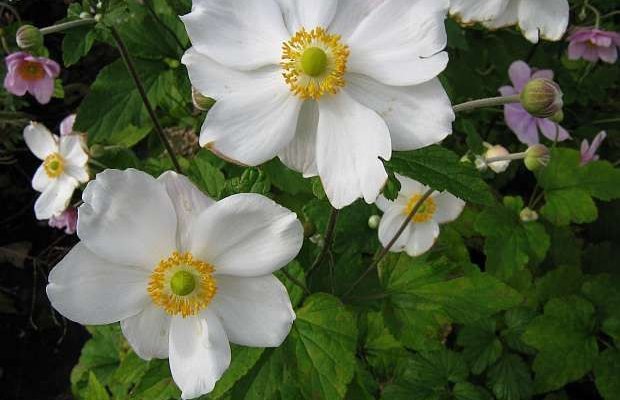 Anemone Hybrida Andrea Atkinson Anémone Du Japon Plantes Shopping