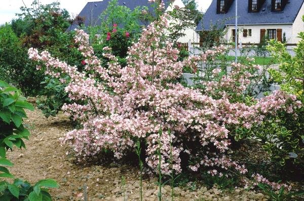 KOLKWITZIA amabilis 'Pink Cloud' - Buisson de beauté | Plantes Shopping