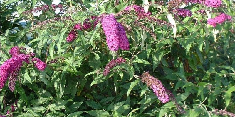 Buddleja Davidii Royal Red Arbre Aux Papillons Plantes Shopping