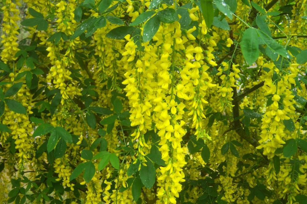 LABURNUM Anagyroides - Cytise Commun, Faux ébénier | Plantes Shopping