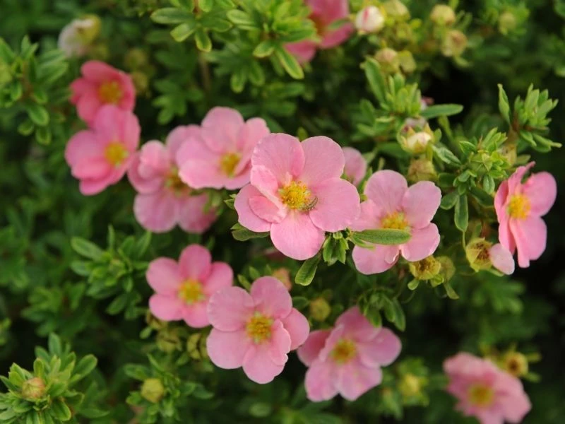 POTENTILLA Fruticosa 'Lovely Pink'® - Potentille Arbustive Rose ...