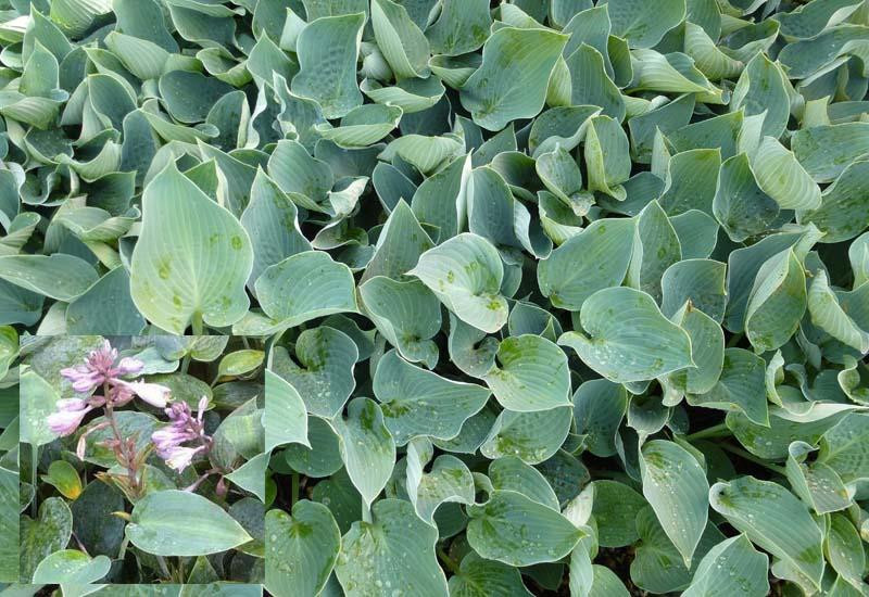 HOSTA ‘Blue Wedgwood’ | Plantes vivaces