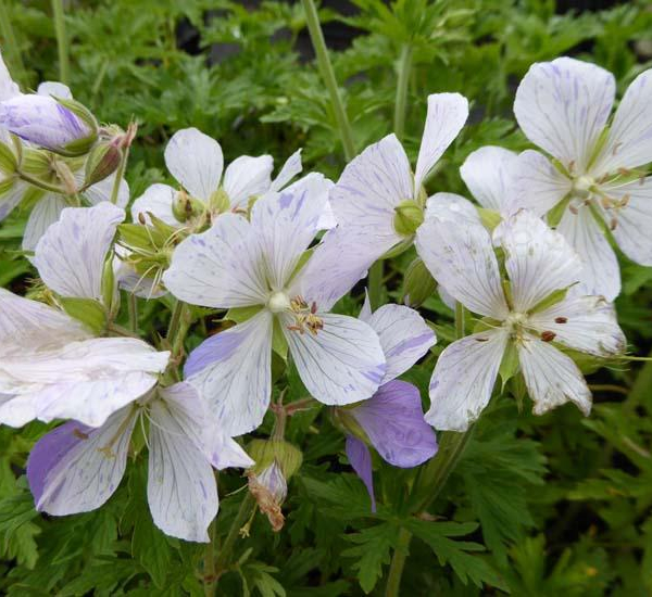 Geranium Pratense Splish Splash Géranium Vivace Plantes Shopping 